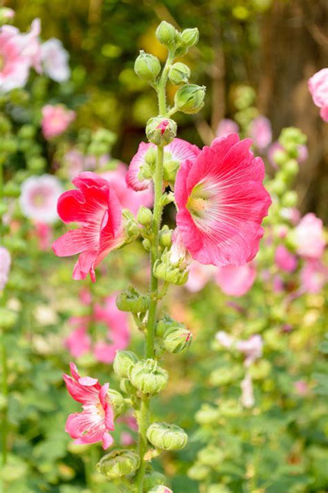 蜀葵花語|蜀葵的花語和寓意，有什麼傳說故事